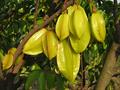 Averrhoa carambola